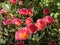 Portulaca grandifloraÂ is aÂ succulentÂ flowering plantÂ in the familyÂ Portulacaceae.